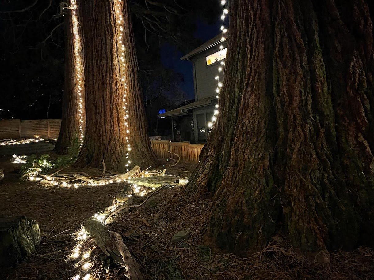 Trees with fairy lights — a tree of life
